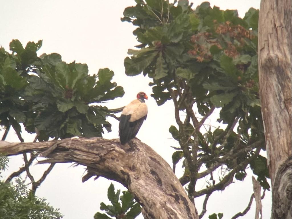 UCDTropicalEcology tweet media