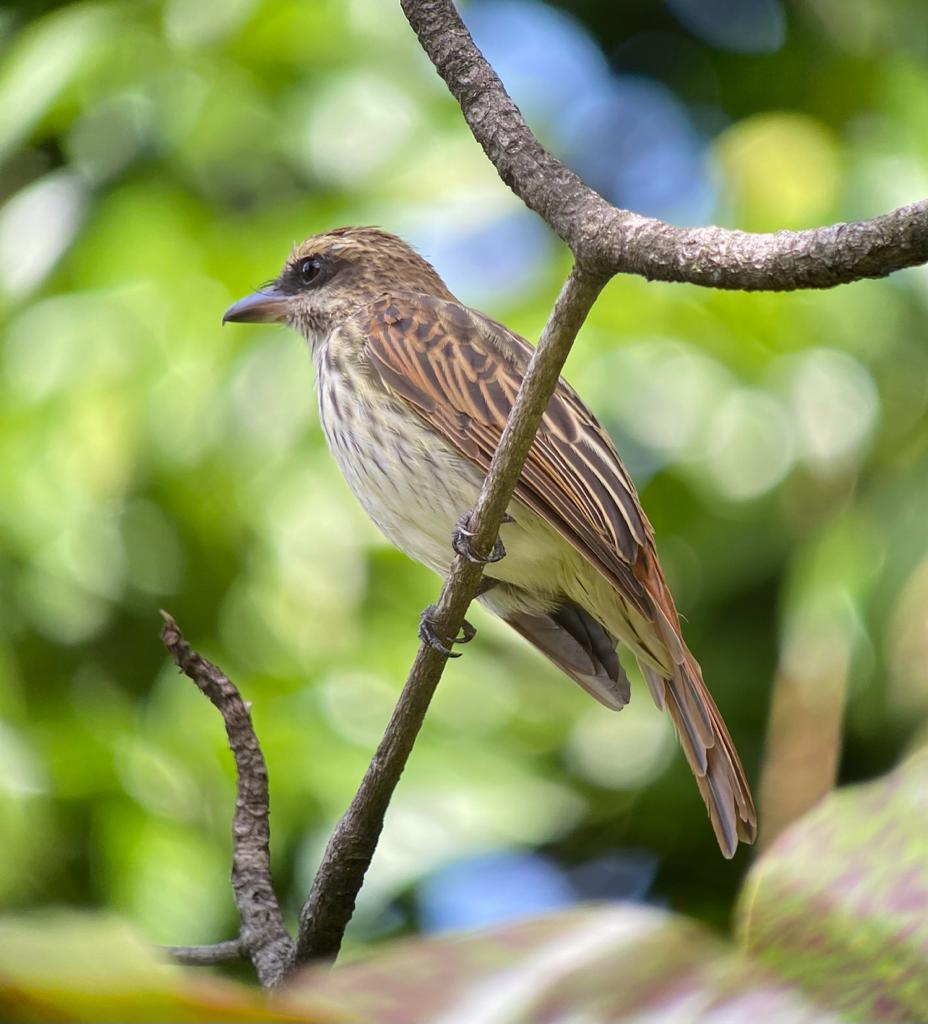 UCDTropicalEcology tweet media