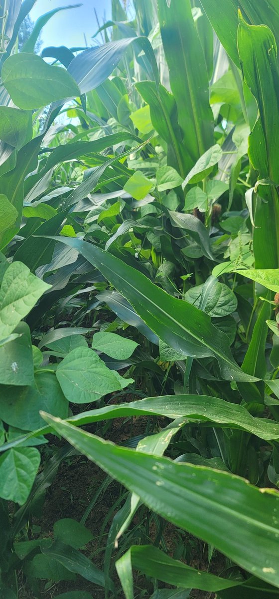 Flowering pole beans, should make pods soon! Timing looks right, hopefully the beans will provide some extra starch into the corn silage along with protein