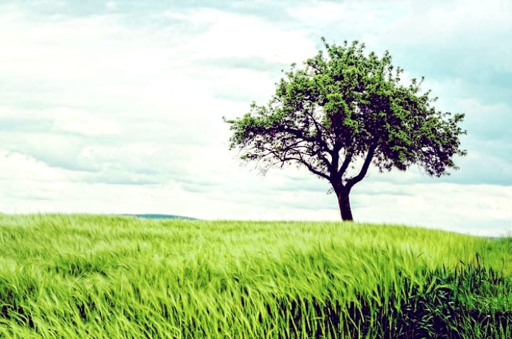 ᴇɴᴠɪʀᴏɴᴍᴇɴᴛ (@trees_po2) on Twitter photo 