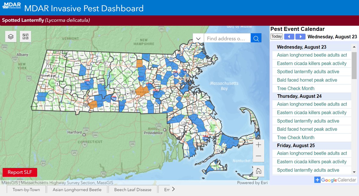 Have you used our online pest dashboard to track spotted lanternfly and other invasive species in Massachusetts? We're looking for folks to take a really quick survey (link is on the splash screen that pops up) bit.ly/MDARpestdashbo…