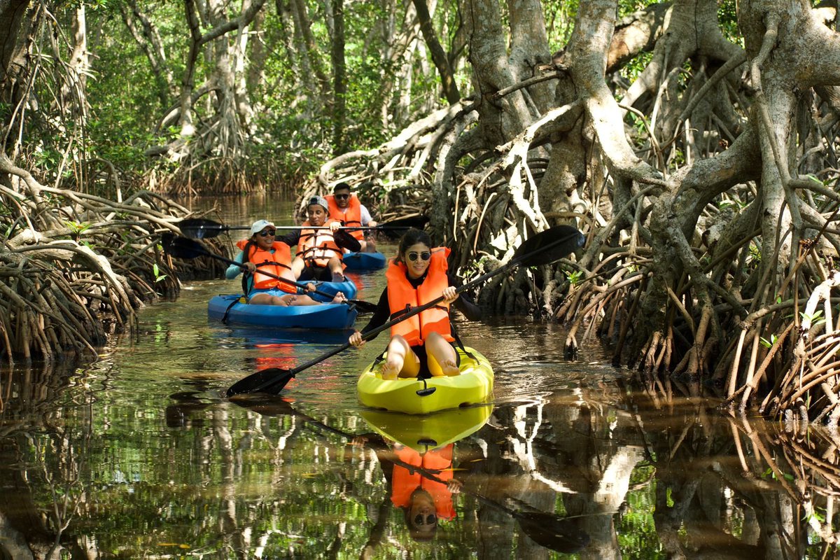 VisiteTabasco's tweet photo. Rema en armonía con la naturaleza entre los manglares 🚣🏻‍♀️☘️ Cada instante captura la belleza serena de este ecosistema único.
📍Paraíso, Tabasco
.
.
.
#TabascoMemorable #VisiteTabasco 
#Villahermosa #TabascoMexico #ExperienciasMemorables #DescubreTabasco #TabascoMagico https://t.co/j5n4yQ2e09