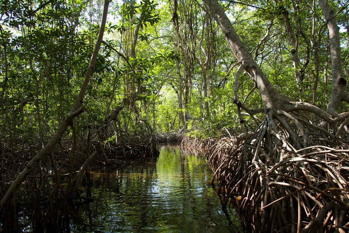 Rema en armonía con la naturaleza entre los manglares 🚣🏻‍♀️☘️ Cada instante captura la belleza serena de este ecosistema único.
📍Paraíso, Tabasco
.
.
.
#TabascoMemorable #VisiteTabasco 
#Villahermosa #TabascoMexico #ExperienciasMemorables #DescubreTabasco #TabascoMagico