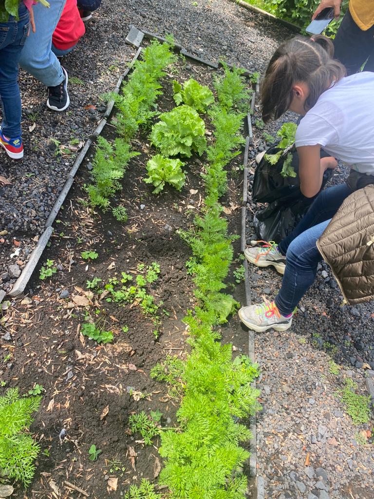 DIF_NMX's tweet photo. ¡Día de cosecha en el huerto de #Congreso20! 

Las niñas de Casa Amanecer y #CAHONI del #SNDIF visitaron el huerto para la cosecha de hortalizas. 🍅🥬

La directora @lizrosasmontero y el dir. gral. Rubén Martínez acompañaron esta actividad que promueve el DDHH a un ambiente sano. https://t.co/7IctgdUBkb