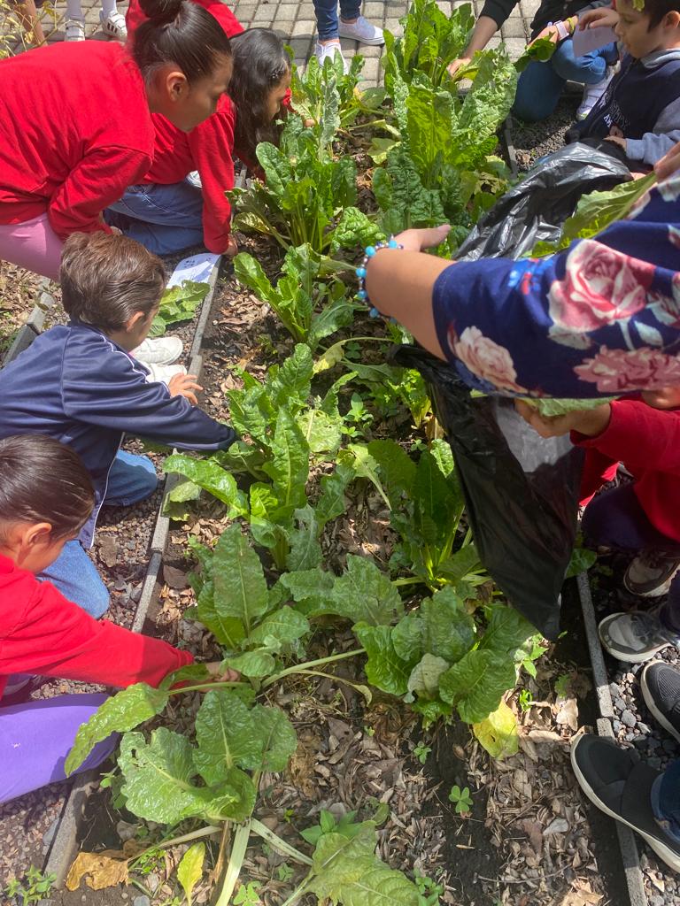 DIF_NMX's tweet photo. ¡Día de cosecha en el huerto de #Congreso20! 

Las niñas de Casa Amanecer y #CAHONI del #SNDIF visitaron el huerto para la cosecha de hortalizas. 🍅🥬

La directora @lizrosasmontero y el dir. gral. Rubén Martínez acompañaron esta actividad que promueve el DDHH a un ambiente sano. https://t.co/7IctgdUBkb