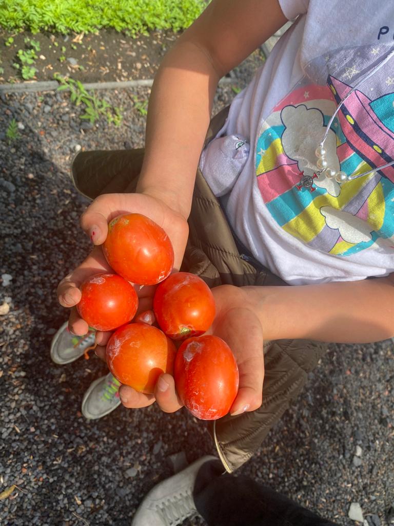 DIF_NMX's tweet photo. ¡Día de cosecha en el huerto de #Congreso20! 

Las niñas de Casa Amanecer y #CAHONI del #SNDIF visitaron el huerto para la cosecha de hortalizas. 🍅🥬

La directora @lizrosasmontero y el dir. gral. Rubén Martínez acompañaron esta actividad que promueve el DDHH a un ambiente sano. https://t.co/7IctgdUBkb