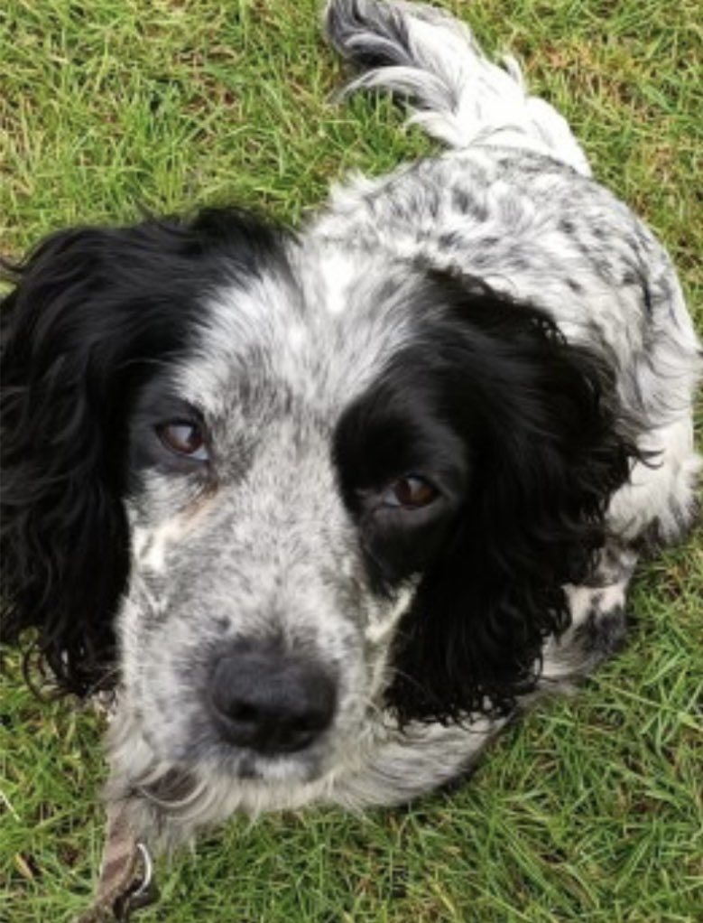 rosieDoc2's tweet photo. #SpanielHour 

#Spaniels missing in #Central region 

ROO  #Elford #B79 13/5/23 vanished #Cocker 
https://t.co/NifZGsqS4T
MILLY #Kidderminster #DY11 7/8/23 #cocker ON #riflerange https://t.co/FLYbCN9icG
CHEWIE STOLEN #Ranskill #DN22 9/5/23 #cockapoo 
https://t.co/vGDyyo76xU https://t.co/DNeAU3LKE1
