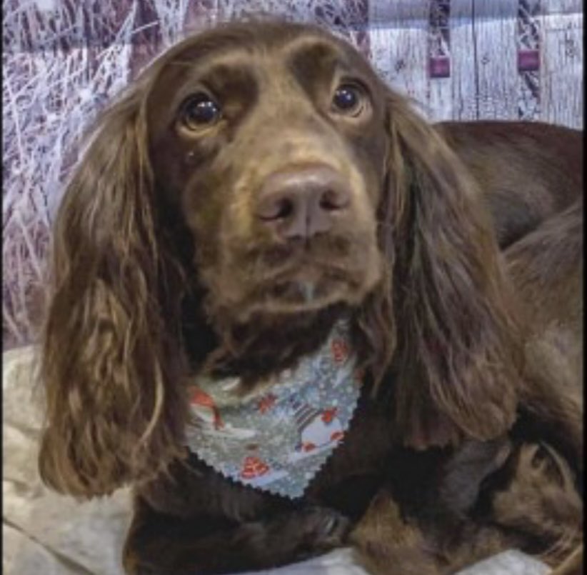 rosieDoc2's tweet photo. #SpanielHour 

#Spaniels missing in #Central region 

ROO  #Elford #B79 13/5/23 vanished #Cocker 
https://t.co/NifZGsqS4T
MILLY #Kidderminster #DY11 7/8/23 #cocker ON #riflerange https://t.co/FLYbCN9icG
CHEWIE STOLEN #Ranskill #DN22 9/5/23 #cockapoo 
https://t.co/vGDyyo76xU https://t.co/DNeAU3LKE1