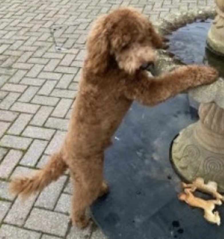 rosieDoc2's tweet photo. #SpanielHour 

#Spaniels missing in #Central region 

ROO  #Elford #B79 13/5/23 vanished #Cocker 
https://t.co/NifZGsqS4T
MILLY #Kidderminster #DY11 7/8/23 #cocker ON #riflerange https://t.co/FLYbCN9icG
CHEWIE STOLEN #Ranskill #DN22 9/5/23 #cockapoo 
https://t.co/vGDyyo76xU https://t.co/DNeAU3LKE1