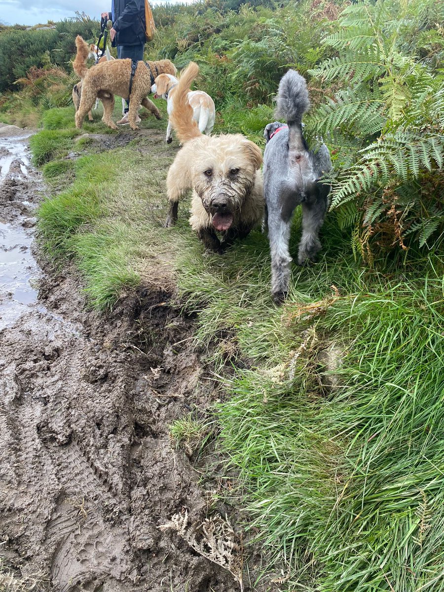 dublingrowndog's tweet photo. Guys!!!!!!! I love mud. #justrustythings https://t.co/BOhyldN53K
