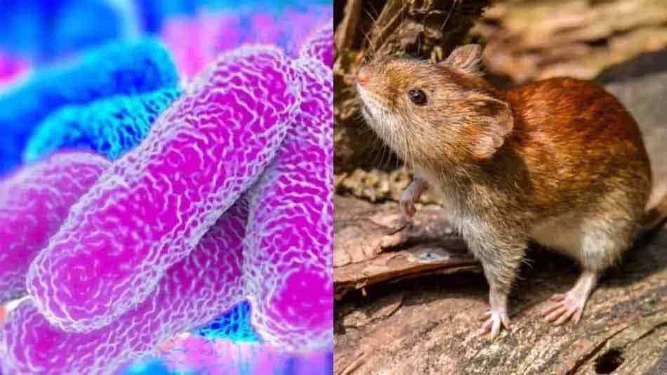 Epidemiologia Omeopatia 
👉Applicazione su larga scala di batteri altamente diluiti per il controllo dell'epidemia di Leptospirosi. 

Il lavoro al Finlay Institute, Havana City, Cuba. 

Per approfondire: 🔗m.facebook.com/story.php?stor…