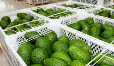 NNnadramija's tweet photo. En 1995 Perú no exportaba palta🥑.

En 2021 Perú exportó US$ 1.260 M (16% de exportaciones mundiales)

🇵🇪 Perú es el segundo exportador mundial de paltas/aguacates/avocados detrás de 🇲🇽 México. https://t.co/ZnJ8dwlqzz
