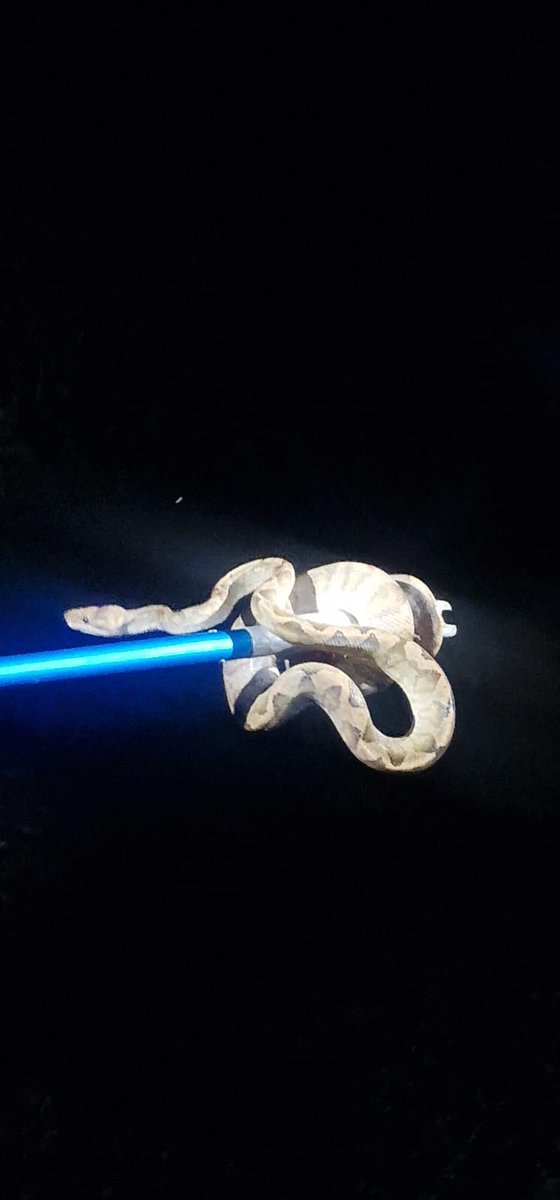 UCDTropicalEcology tweet media