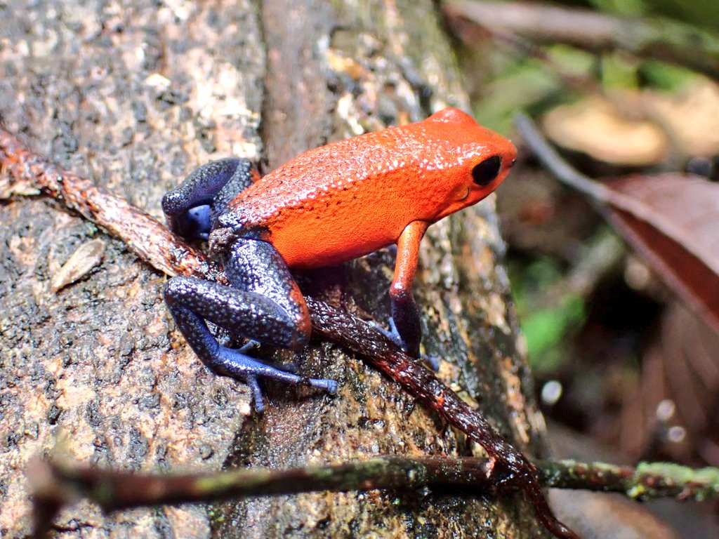 UCDTropicalEcology tweet media