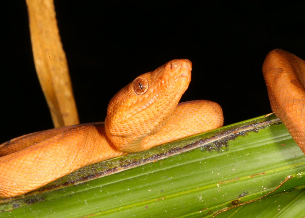 UCDTropicalEcology tweet media