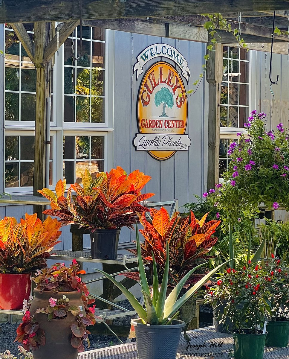 Gulley's Garden Center🌳🪴
Photo By: Joseph Hill 🙂📸🪴

gulleysgardencenter.com

#GulleysGardenCenter🌳🌸
#plantnursery #gardencenter 
#garden #plants #summer 
#SouthernPinesNC #August