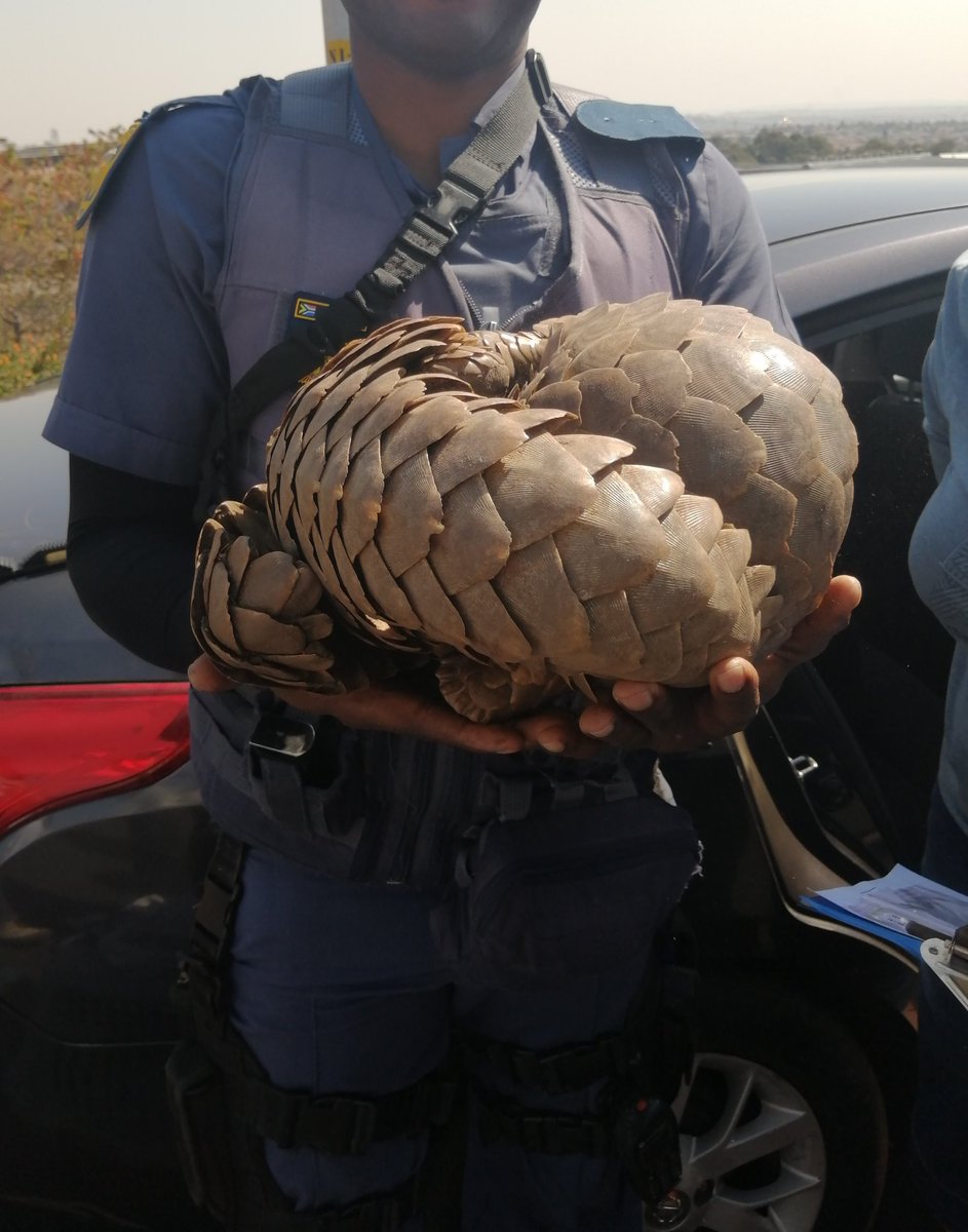 SAPS Crime Intellegence intercepted 2 suspects with 2 Temmink's pangolins in Midrand, Johannesburg this morning. Excellent work with support from SAPS K9 Silverton and DPCI (HAWKS). Well done, glad to be able to assist