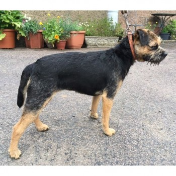 #FOUND DOG 16 AUG 2023  #BTPosse
Black & Brown Border Terrier Female 
Gaddesby Lane #KirbyBellars #MeltonMowbray #LE14 
IF THIS IS YOUR DOG YOU NEED TO CALL:
☎️01664 502502 - Melton Borough Council Dog Wardens 
doglost.co.uk/dog-blog.php?d…
