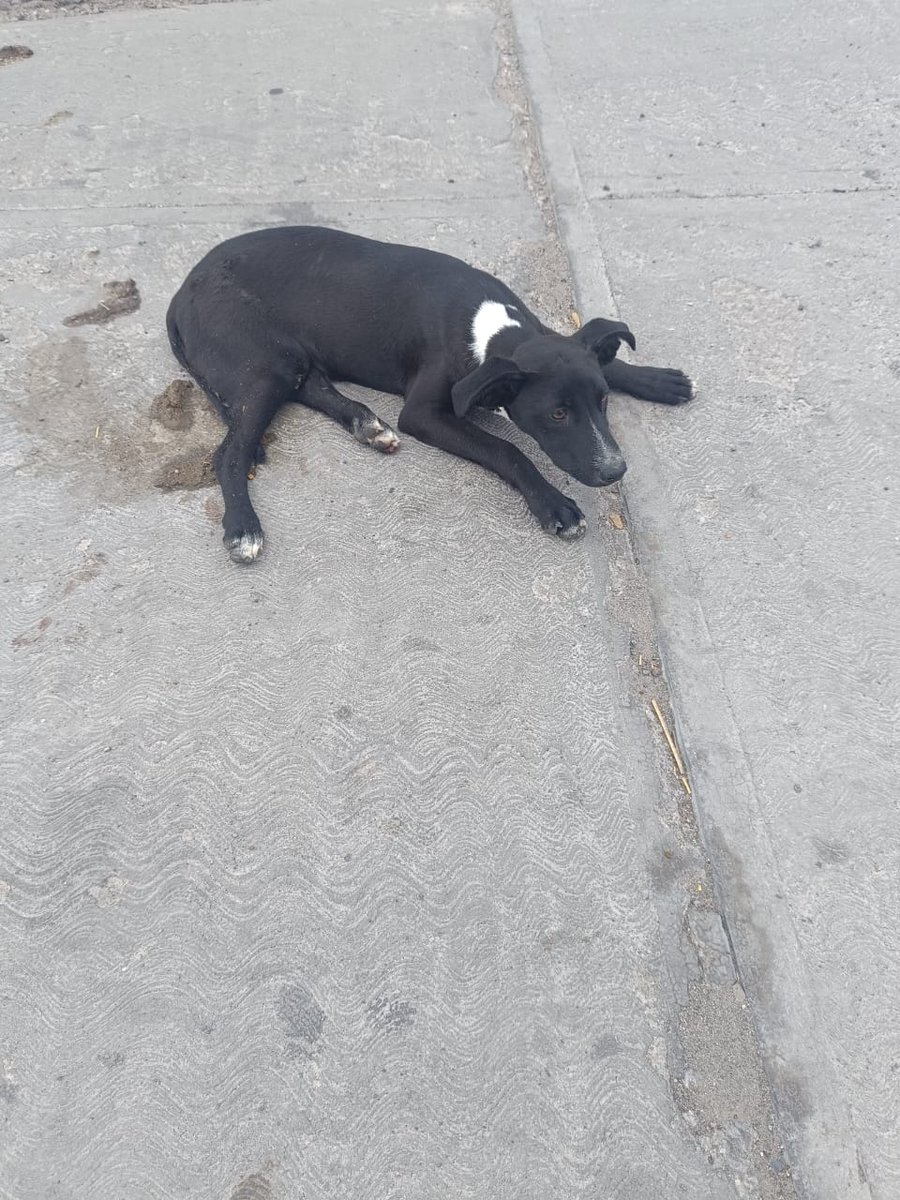 wizard3012's tweet photo. @RicardoBSalinas Tío apoyemos para nuestra fundación de perritos que rescatamos de la calle tenemos una conque necesita cirugía https://t.co/THRcjnrIxR