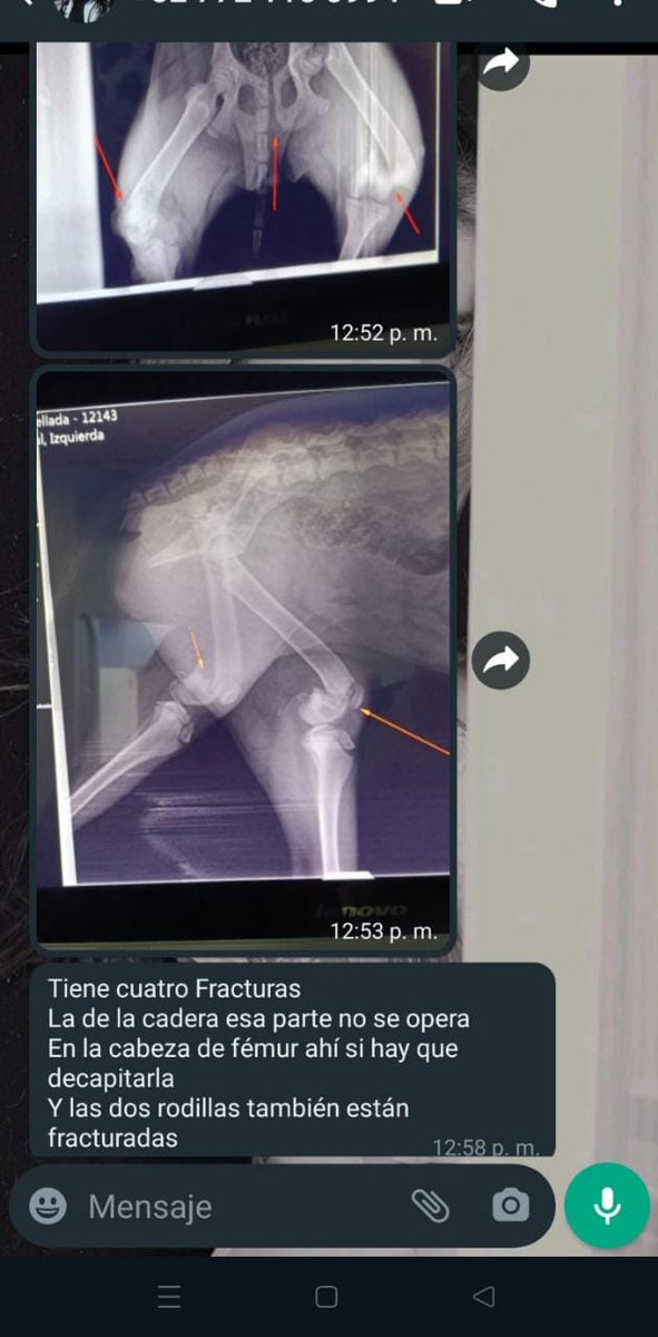 wizard3012's tweet photo. @RicardoBSalinas Tío apoyemos para nuestra fundación de perritos que rescatamos de la calle tenemos una conque necesita cirugía https://t.co/THRcjnrIxR