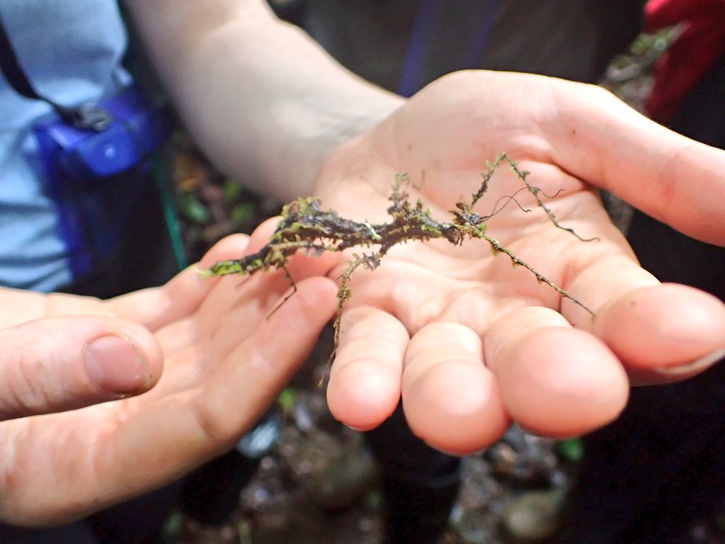 UCDTropicalEcology tweet media