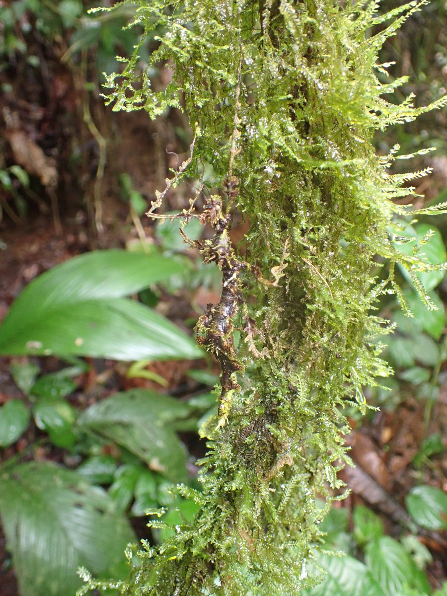 UCDTropicalEcology tweet media