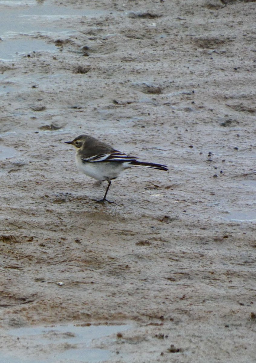 Grayo1977's tweet photo. Well what an afternoon, I was happy getting on to a Little Stint, then a raspie whistle and a few four letter words later ๐คฃ, thanks to @AllanConlin for the help and encouragement and well done to @Turnershbo for her find ๐ celebrating with a brew๐คฃ #patchLifer https://t.co/B1lisbYcb6