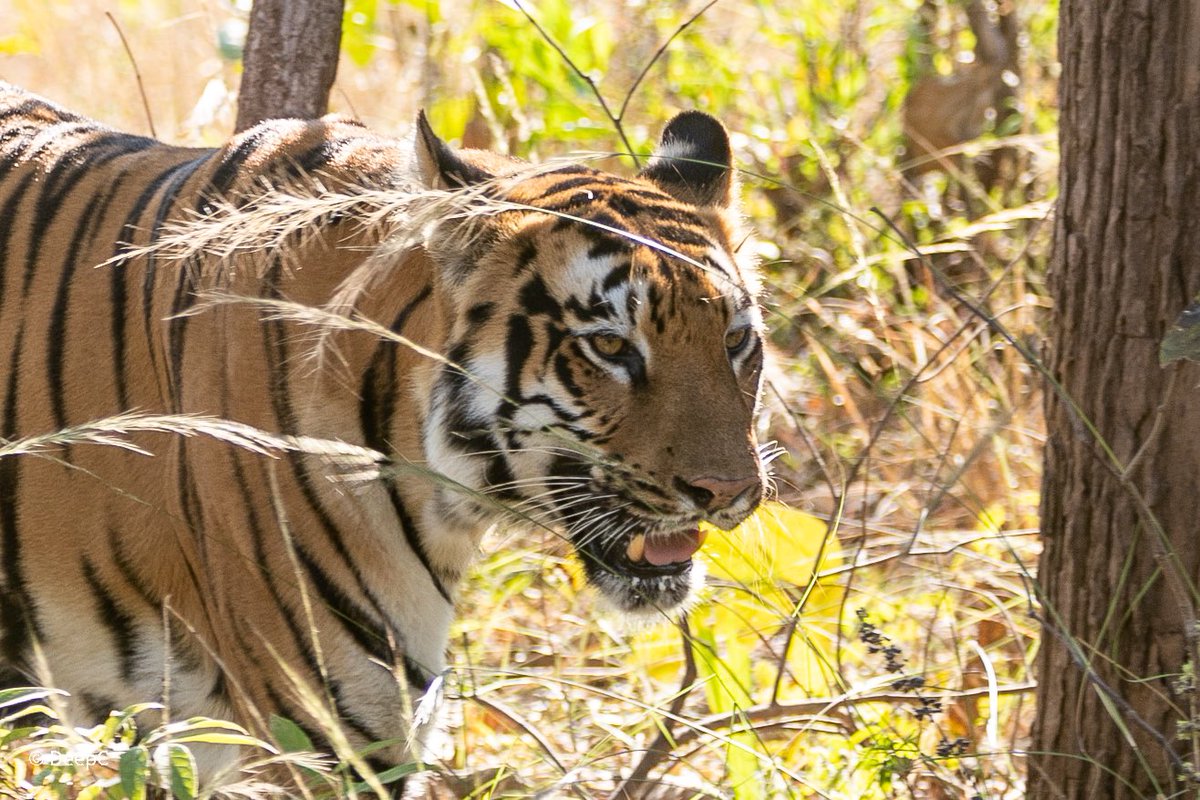 deep_chats's tweet photo. @mytadoba #TadobaTales December 2022! What a great trip! #TadobaAndhariTigerReserve https://t.co/TJp7dgo2jD
