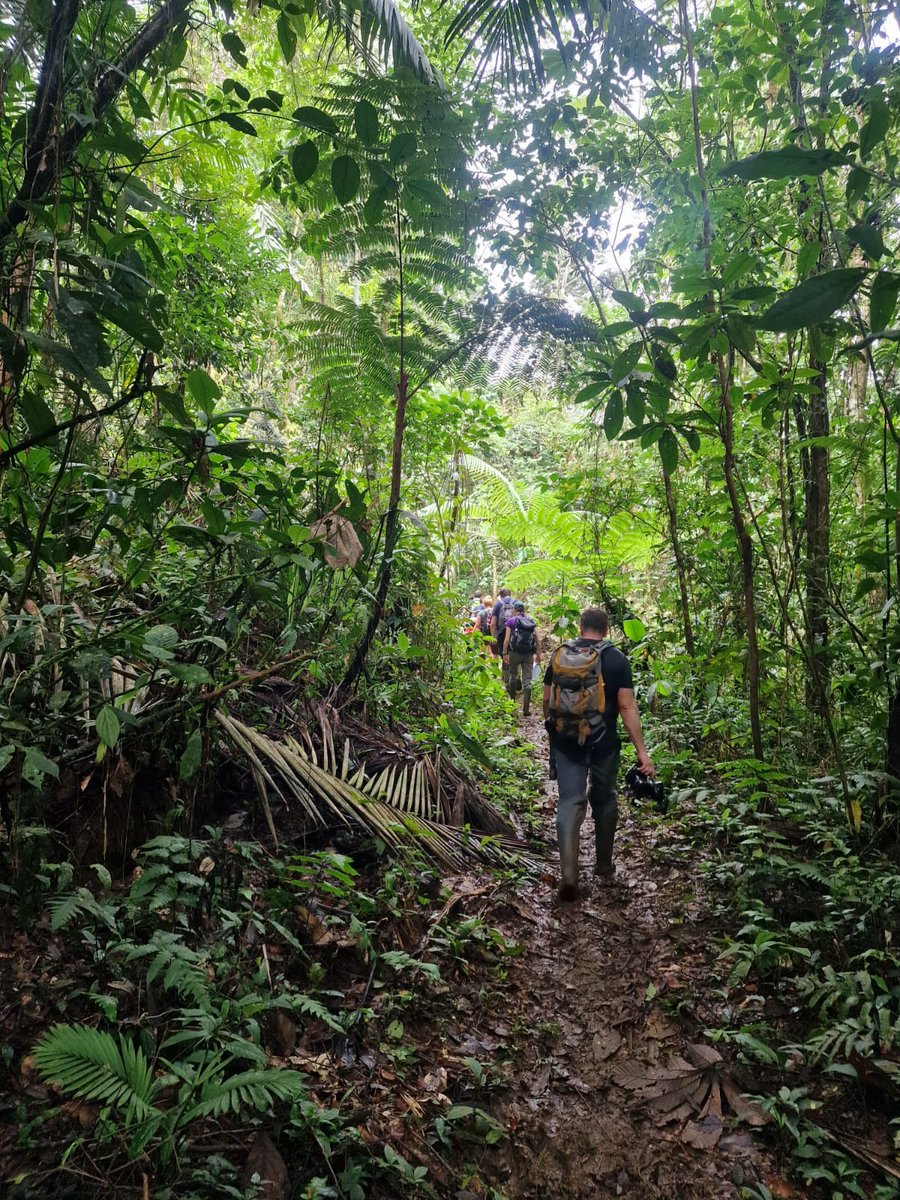 UCDTropicalEcology tweet media
