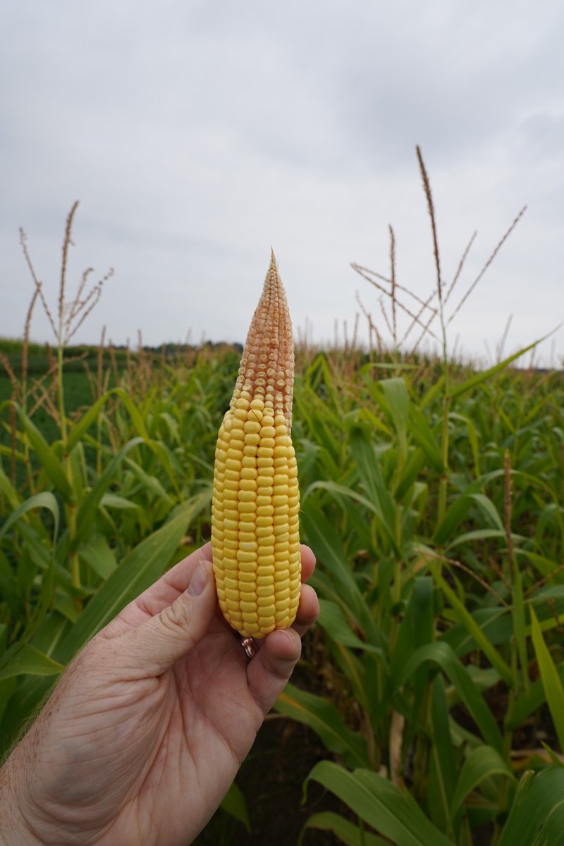 Daniel H Smith (@agronomybadger) on Twitter photo No nitrogen fertilizer applied since 1967- continuous corn research from the <a href="/UWMadison/">UW–Madison</a> <a href="/UWMadisonCALS/">UW–Madison CALS</a> Lancaster Agricultural Research Station long term rotation study. Soil organic matter and nitrogen cycling feeding the crop for 56 seasons. Last years plots yielded ~70 bu./ac. No nitrogen fertilizer applied since 1967- continuous corn research from the <a href="/UWMadison/">UW–Madison</a> <a href="/UWMadisonCALS/">UW–Madison CALS</a> Lancaster Agricultural Research Station long term rotation study. Soil organic matter and nitrogen cycling feeding the crop for 56 seasons. Last years plots yielded ~70 bu./ac.