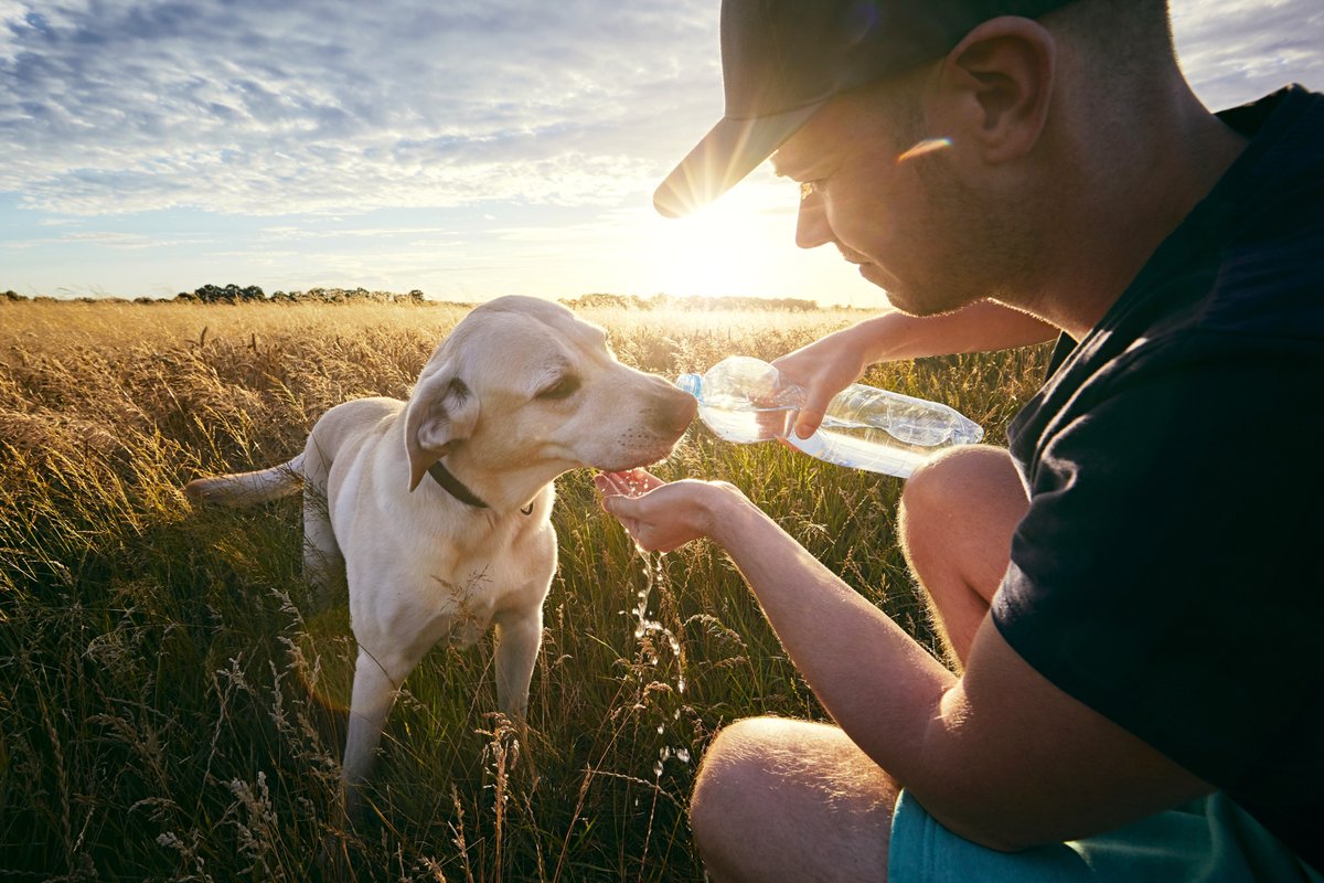 LSUVetMed's tweet photo. As temperatures reach all-time highs, be proactive in protecting your animals from the scorching conditions. Heat isn't just uncomfortable—it can be extremely dangerous. Here are some tips to prioritize the safety of your beloved animals. #pets #LSU
https://t.co/Le8EJS0hJU https://t.co/zK4D7G7ouM
