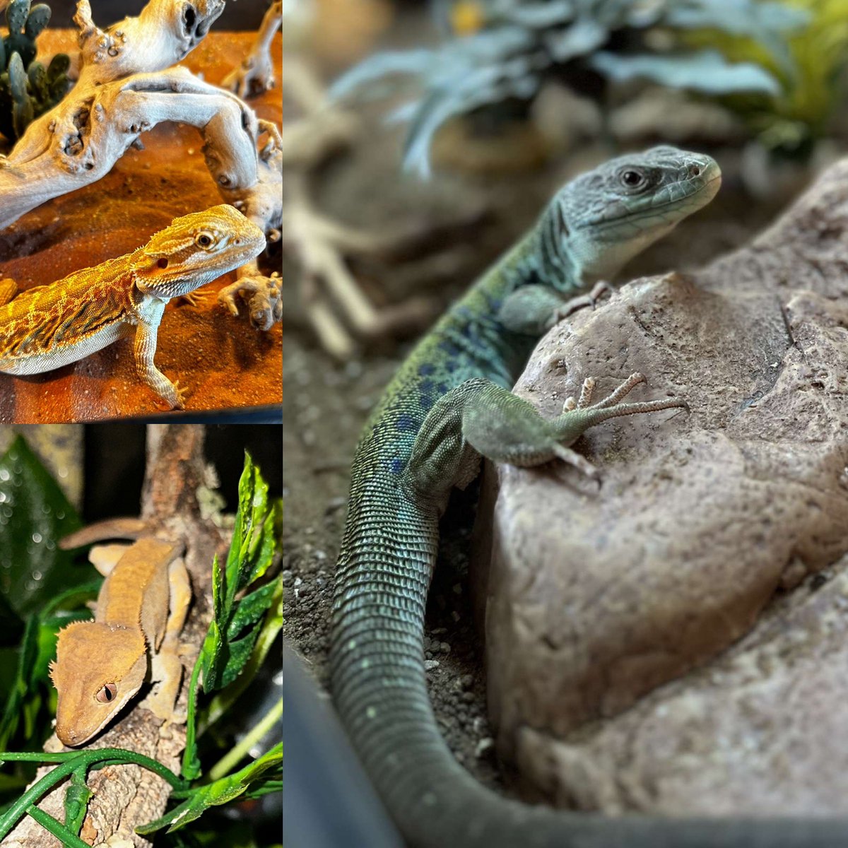LJtattoolove's tweet photo. Reptile babies 🦎💚 https://t.co/edETsIghOM