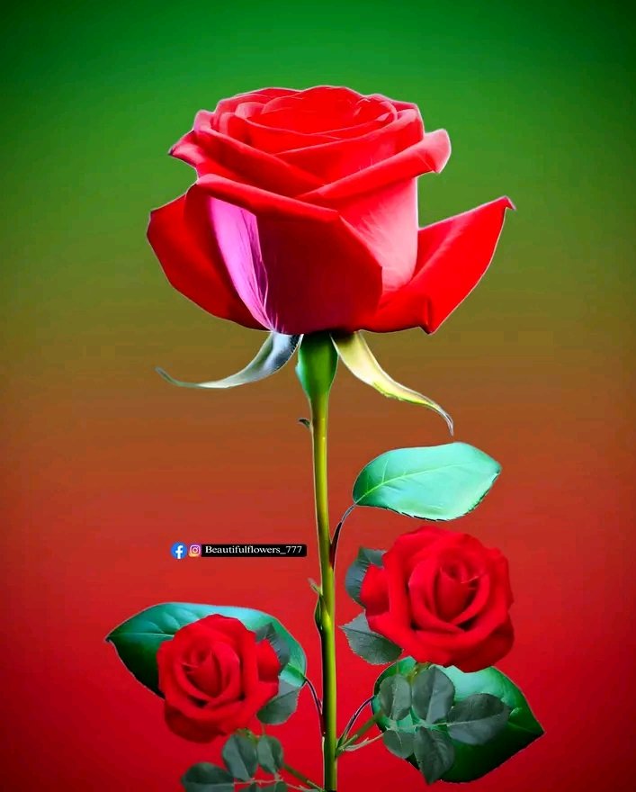 Gabriela Casiano (@gabrielacasian2) on Twitter photo 