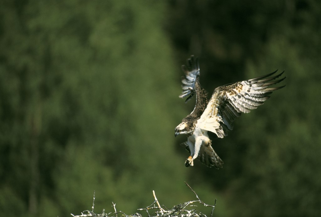 This Sunday 27 August join the local #RSPB wardens on a guided cycle tour of the Exe Estuary, in search of Ospreys as they migrate south for the winter, stopping to rest and hunt on the Estuary! Find out more: visitexeter.com/whats-on/exe-e… @Natures_Voice