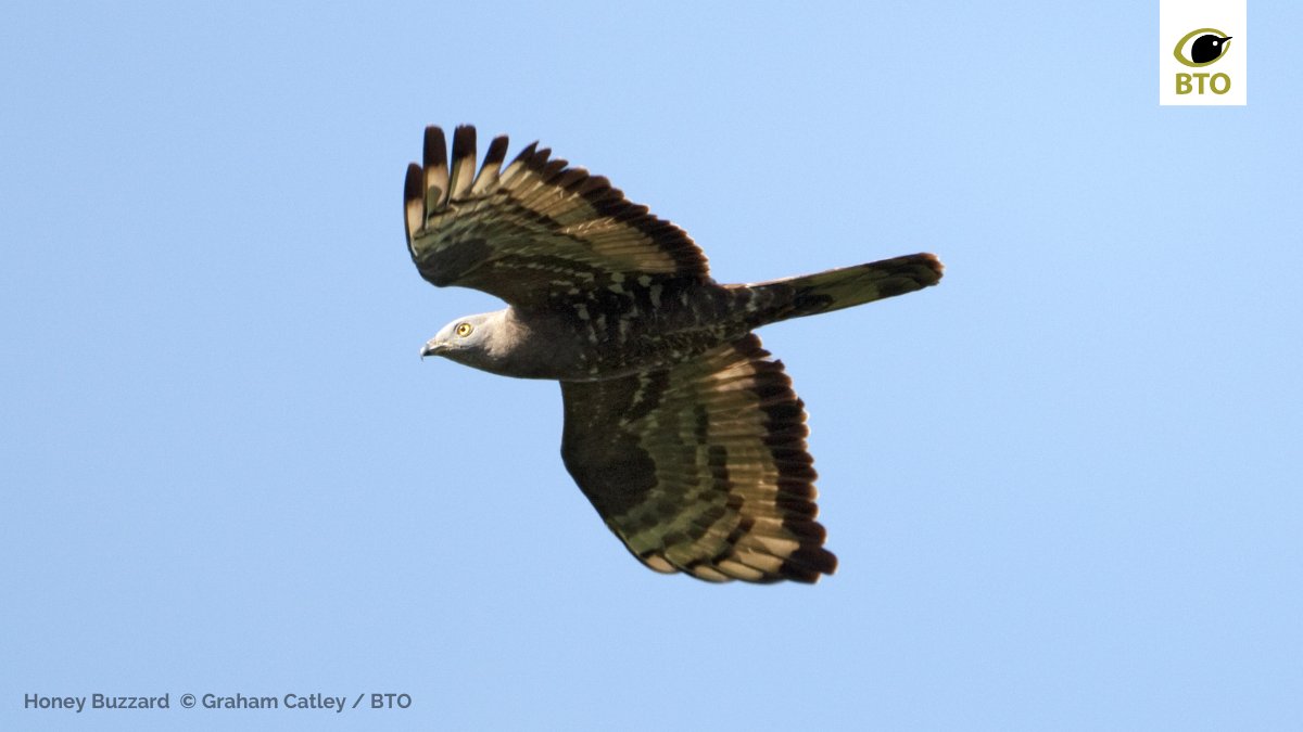 BTO (@_bto) on Twitter photo "Grub's up!" Asian Hornet larvae and pupae became the second most important species in the diet of Honey Buzzards in southwestern Europe just 4 years after the invasive wasp species appeared in the area π tandfonline.com/doi/full/10.10β¦
<a href="/IanRHartley/">Ian Hartley</a> <a href="/tandfonline/">Taylor & Francis Research Insights</a> #BirdStudy "Grub's up!" Asian Hornet larvae and pupae became the second most important species in the diet of Honey Buzzards in southwestern Europe just 4 years after the invasive wasp species appeared in the area π tandfonline.com/doi/full/10.10β¦
<a href="/IanRHartley/">Ian Hartley</a> <a href="/tandfonline/">Taylor & Francis Research Insights</a> #BirdStudy