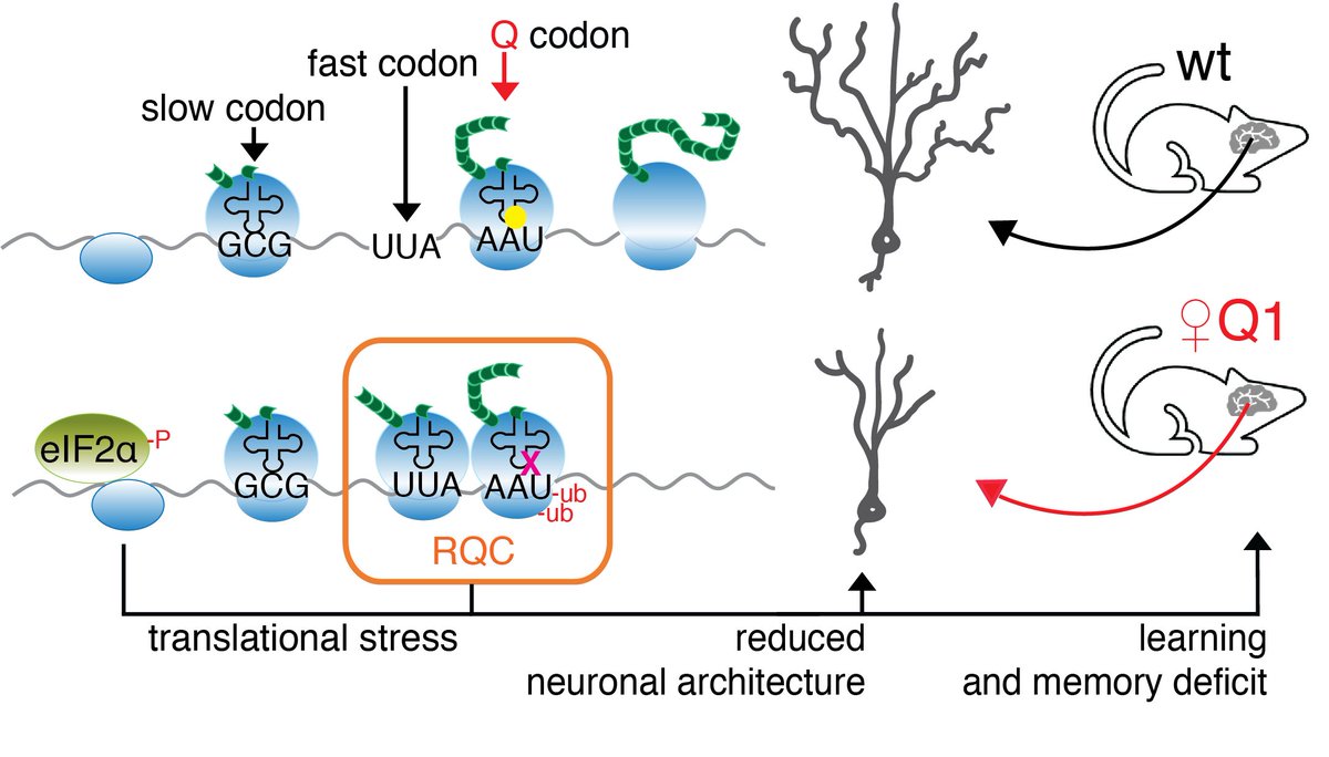 Just published - check out our exciting story -Queuosine‐tRNA promotes sex‐dependent learning and memory formation by maintaining codon‐biased translation elongation speed | The EMBO Journal embopress.org/doi/full/10.15…