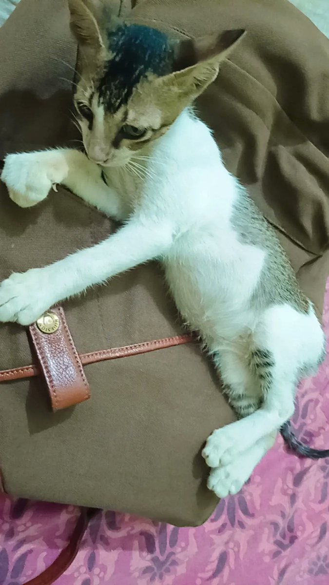 The_Nishasingh's tweet photo. Is there anyone in Patna who can temporarily adopt my 3month cat for 2 months? My landlord is forcing me to leave my rental home as of my cat, &amp; I need to move to another place in Patna where no one allows cats.I plan to take my cat back after 2 months.
#Chandrayaan3 https://t.co/oXDv4hLeW6