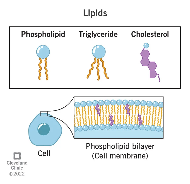 cholesterol-is-not-your-enemy-https-t-co-nngarnvdnn-andrew-panella