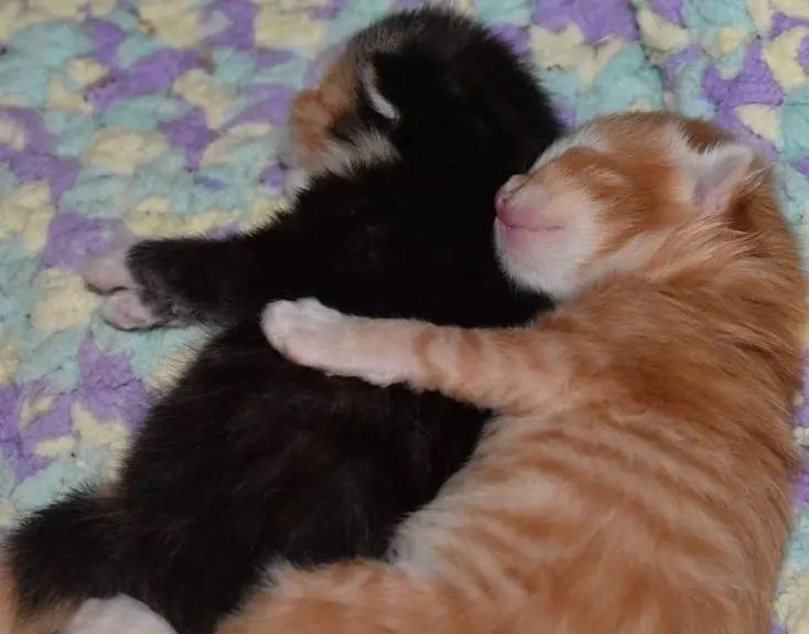 i love cat (@alo9z) on Twitter photo 