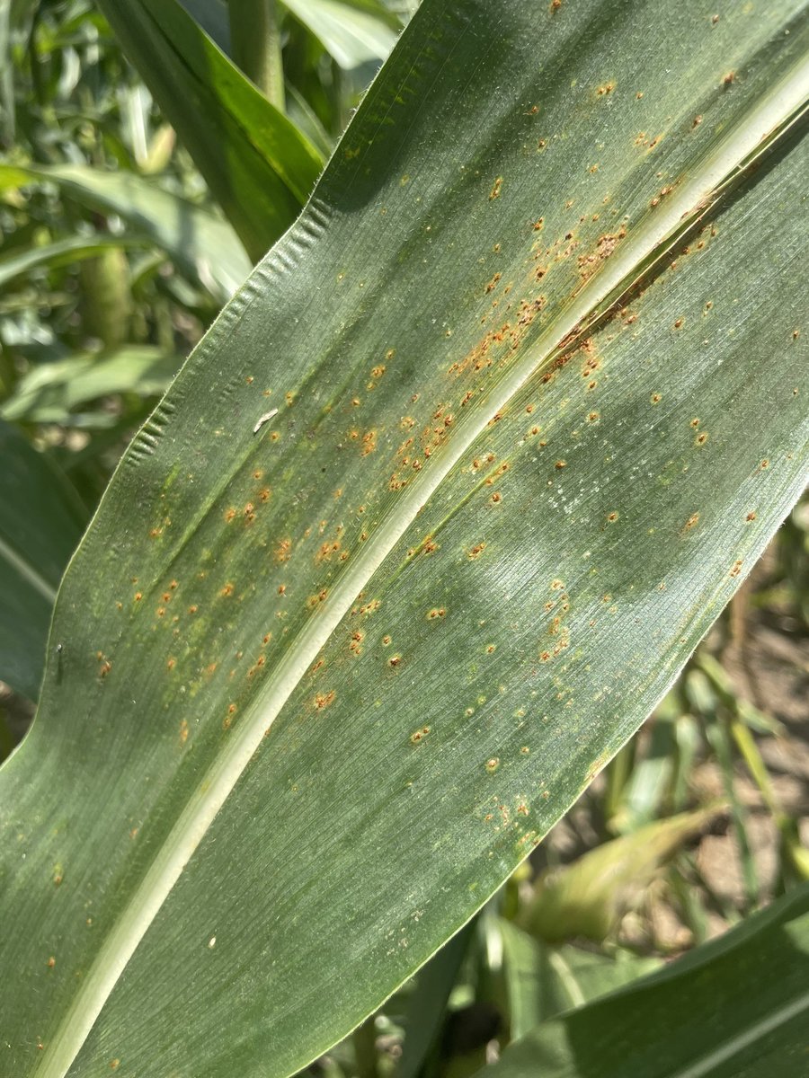 alabamaED's tweet photo. Southern corn rust in a late-planted research plot in South-central Alabama. I suspect most corn in the state is mature enough to not need a fungicide treatment to protect against this disease. ##CropNetwork #Fungi #PlantDisease #Corn https://t.co/42S5A78sWo