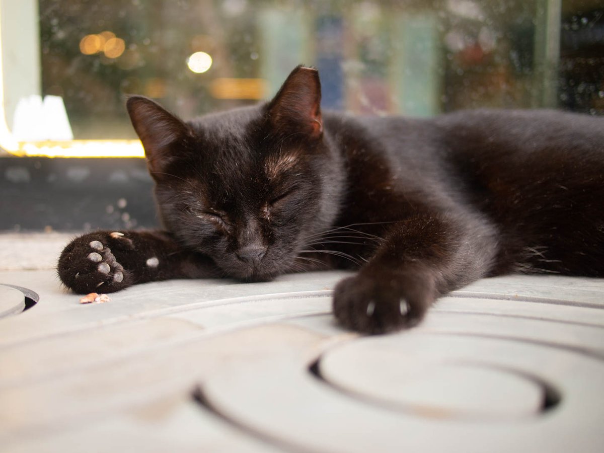 CasiPitik's tweet photo. BGC Cats 📸Olympus E-PM1 with Lumix 20mm F1.7 https://t.co/766MN7s46H