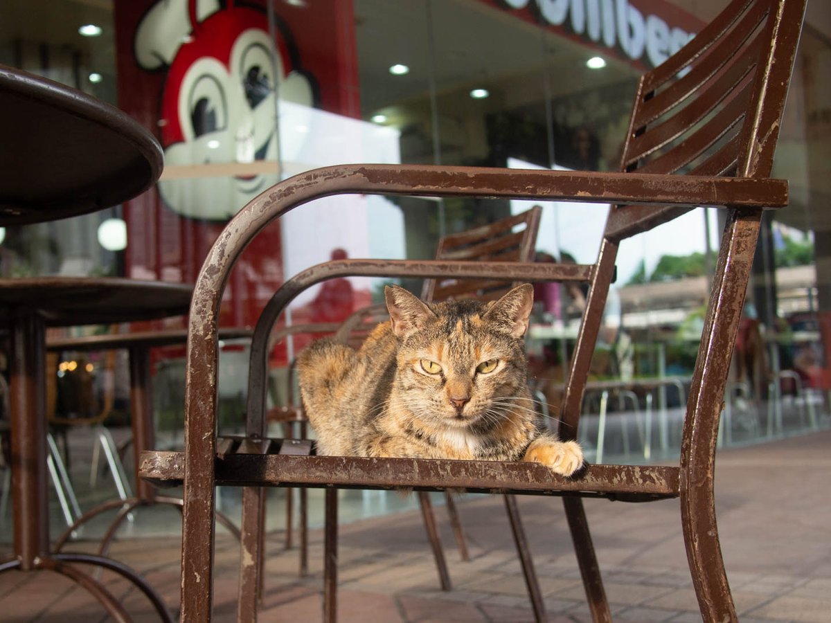 CasiPitik's tweet photo. BGC Cats 📸Olympus E-PM1 with Lumix 20mm F1.7 https://t.co/766MN7s46H
