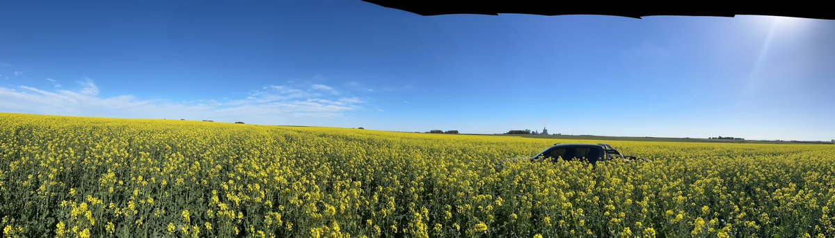 FBY_uy's tweet photo. Invierno amarillo  ….@BarracaErro @JoseOrosaPonce @cfernandezmas https://t.co/BHhNmsFUUG