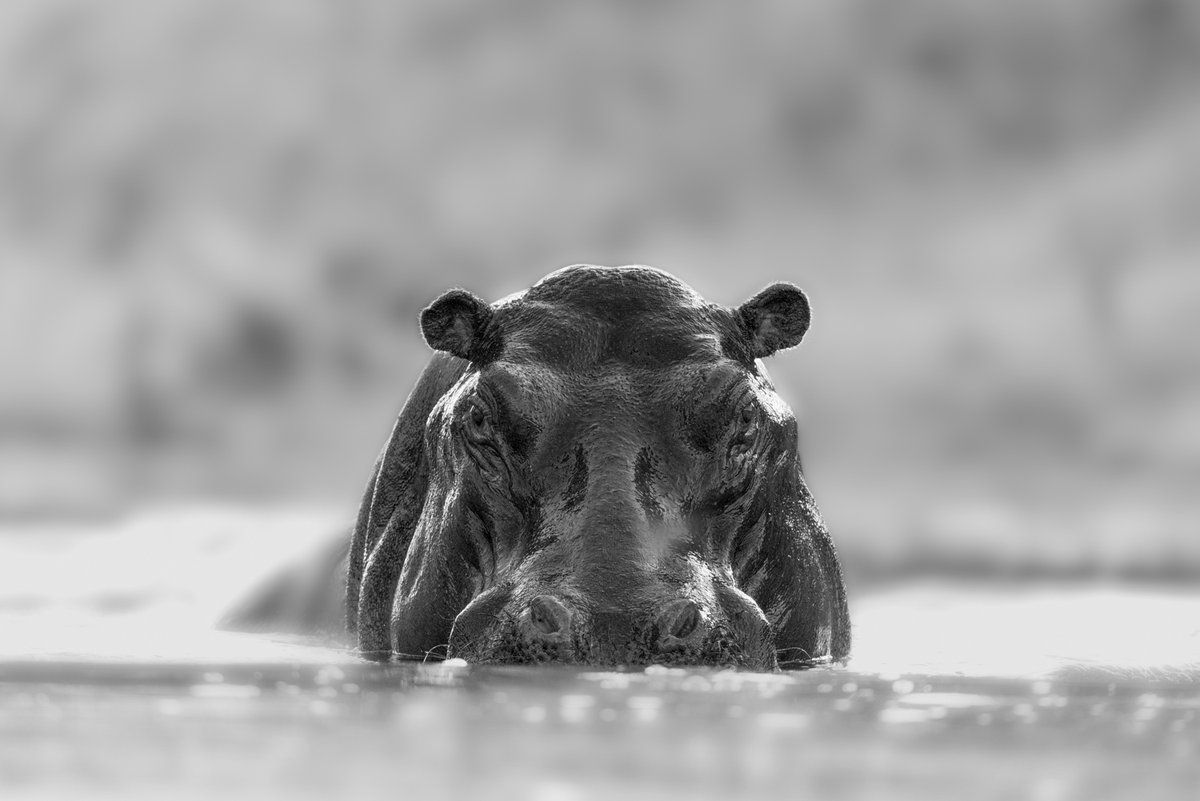bernabephoto's tweet photo. Leaving for Kenya tomorrow  - some favorite moments from previous trips #photography #WildlifeWednesday #Kenya https://t.co/sSMdbeNlhc