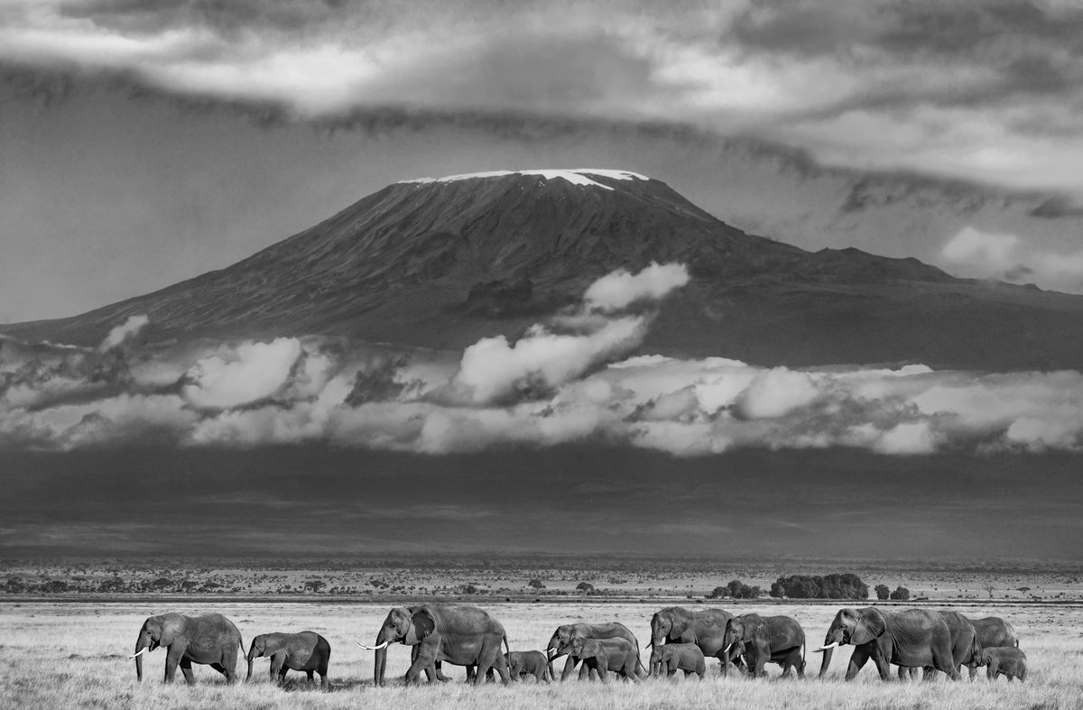 bernabephoto's tweet photo. Leaving for Kenya tomorrow  - some favorite moments from previous trips #photography #WildlifeWednesday #Kenya https://t.co/sSMdbeNlhc
