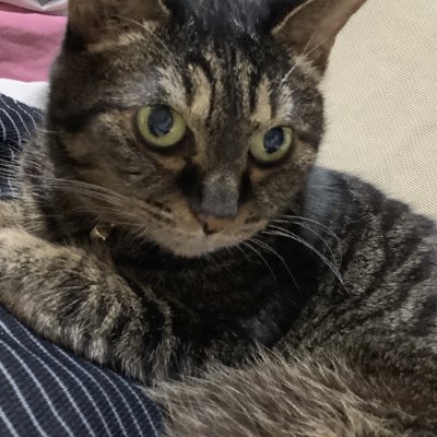 cocoamaki0312's tweet photo. #新しいプロフィール画像 https://t.co/ue1DqLd4hg