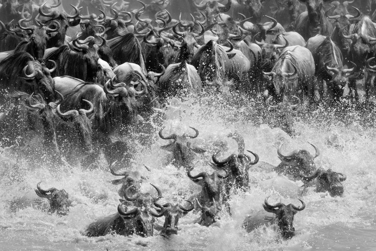 bernabephoto's tweet photo. Leaving for Kenya tomorrow  - some favorite moments from previous trips #photography #WildlifeWednesday #Kenya https://t.co/sSMdbeNlhc