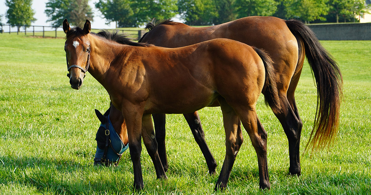 The Mendelssohn filly out of Reiko is five months old today. #ThirdGen