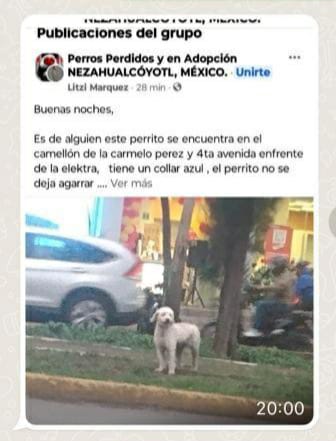 MariaConchita_A's tweet photo. Pueden averiguar si éste perrito es #Tobby? @MascotasSismo @AdoptameNaucal1 @RocioBanquells @ALaMagdalenaC @margara_cruz @FranciscoB3026 @matricciananew @AnimaNat_Mexico @HSI_Mexico @DefensaAnimal @sereslibres_mx @arturooislas #ciudadmexico #Mexico #buscamosatoby #buscandoatoby https://t.co/dzt1Fn68MA