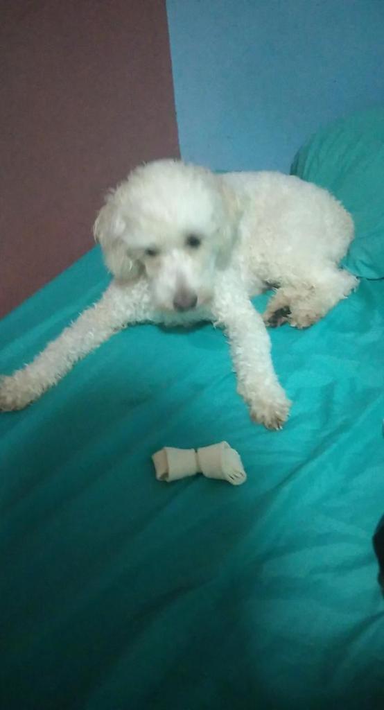 MariaConchita_A's tweet photo. Pueden averiguar si éste perrito es #Tobby? @MascotasSismo @AdoptameNaucal1 @RocioBanquells @ALaMagdalenaC @margara_cruz @FranciscoB3026 @matricciananew @AnimaNat_Mexico @HSI_Mexico @DefensaAnimal @sereslibres_mx @arturooislas #ciudadmexico #Mexico #buscamosatoby #buscandoatoby https://t.co/dzt1Fn68MA